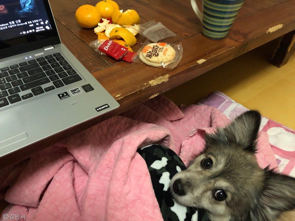 노트펫
