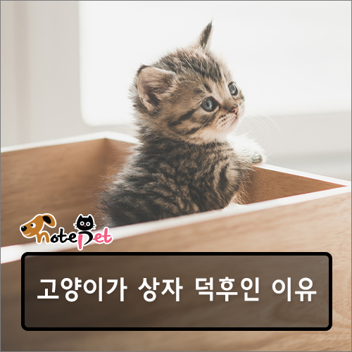 노트펫