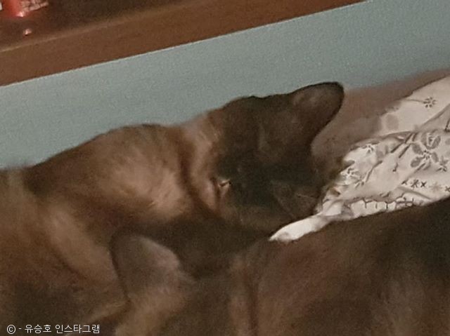 노트펫