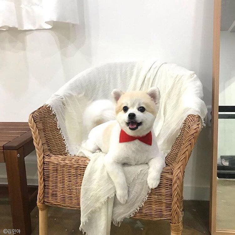 노트펫