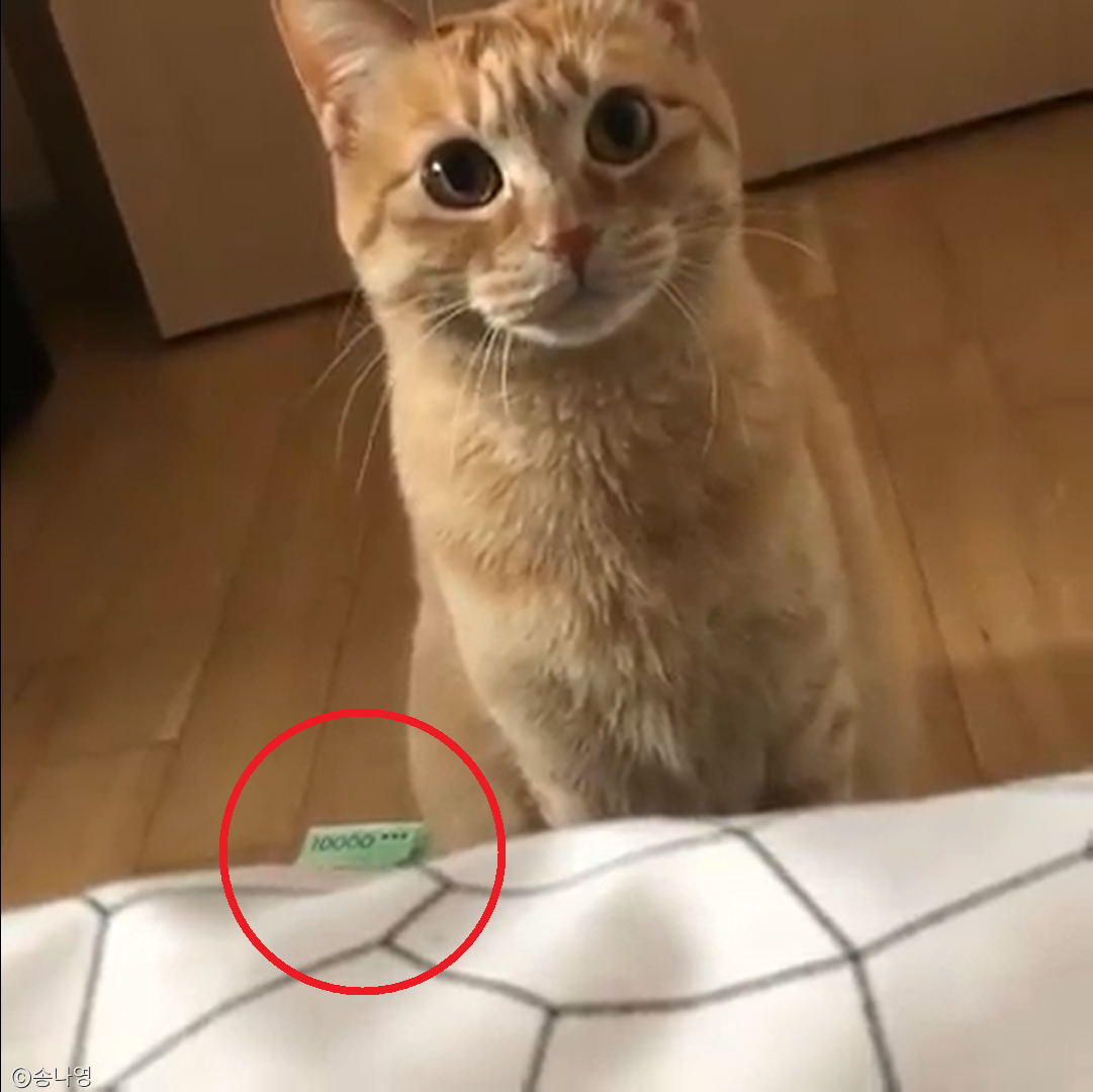 노트펫
