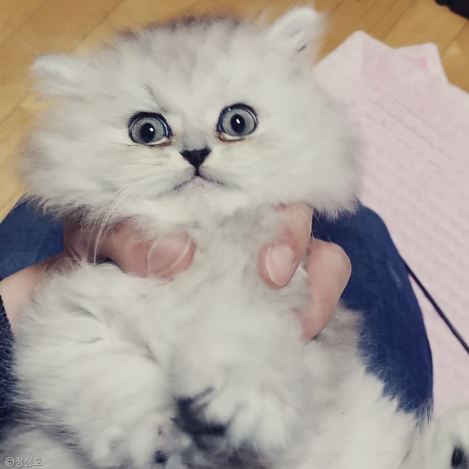 노트펫