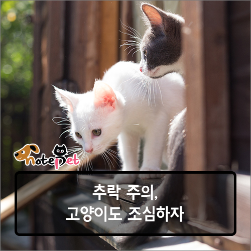 노트펫