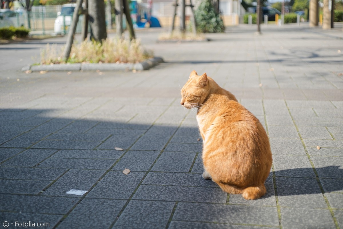 노트펫