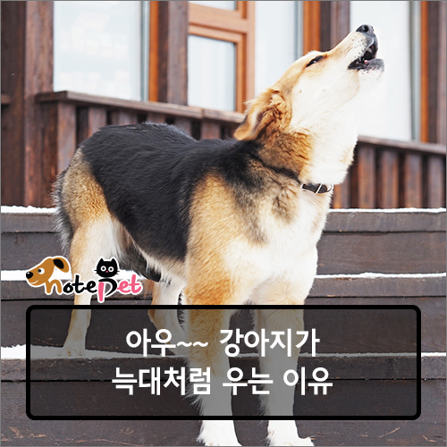 노트펫