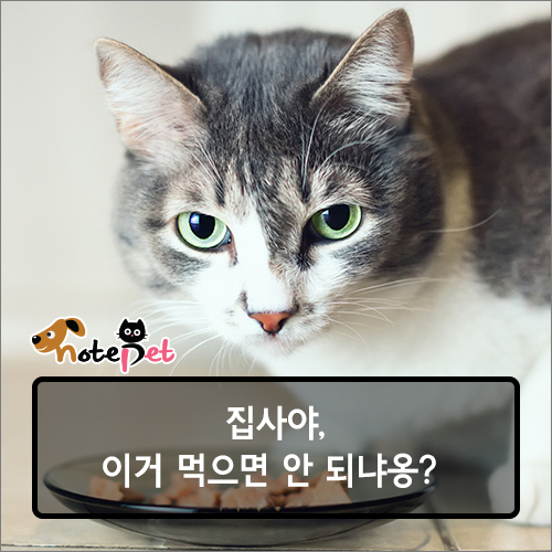 노트펫