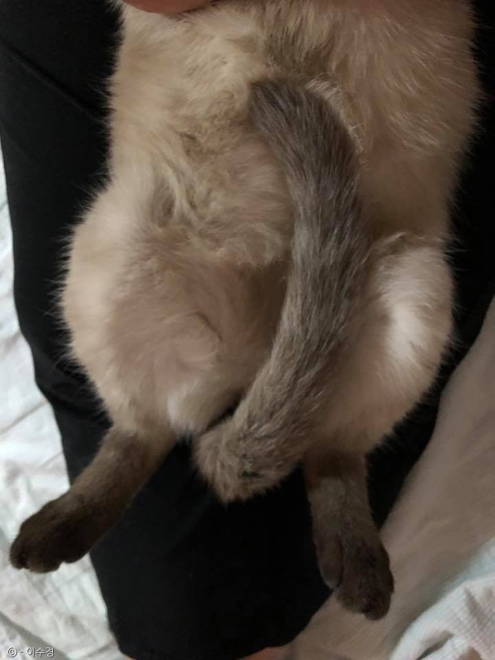 노트펫