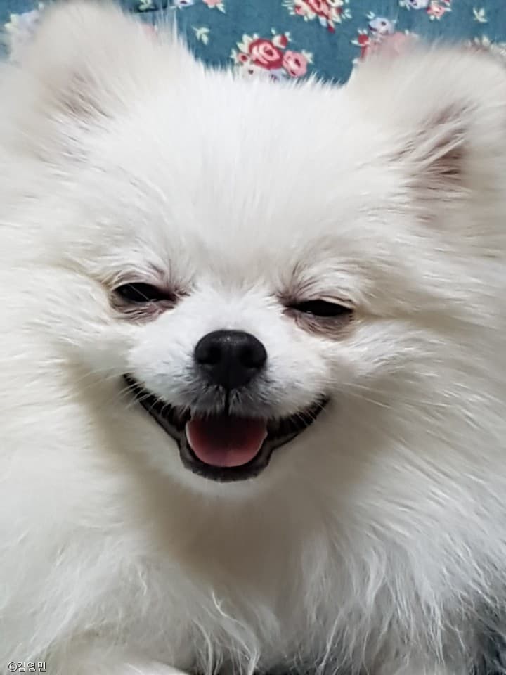 노트펫