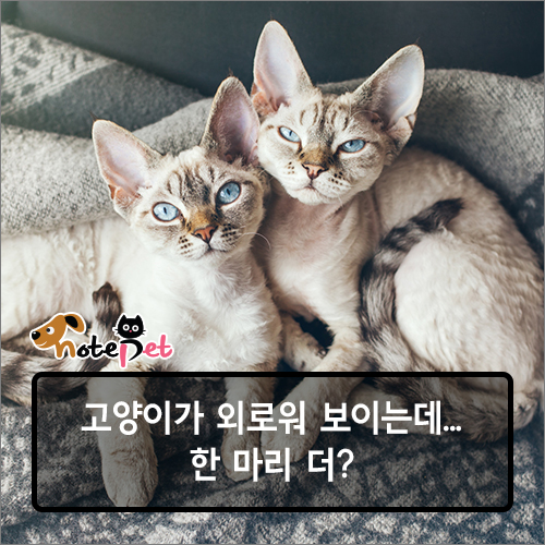 노트펫