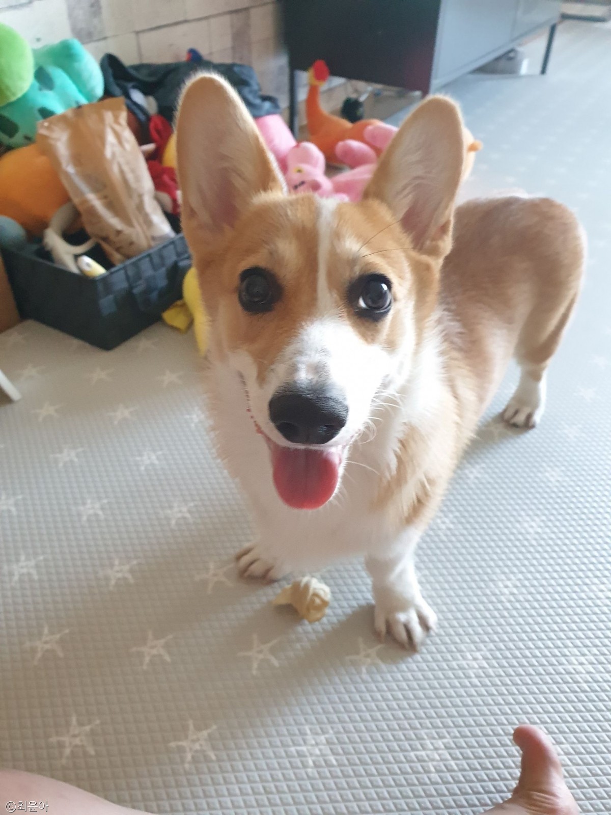 노트펫