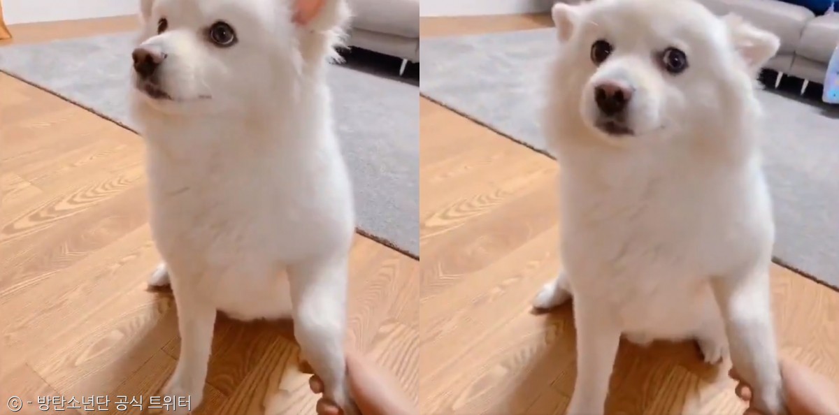 노트펫