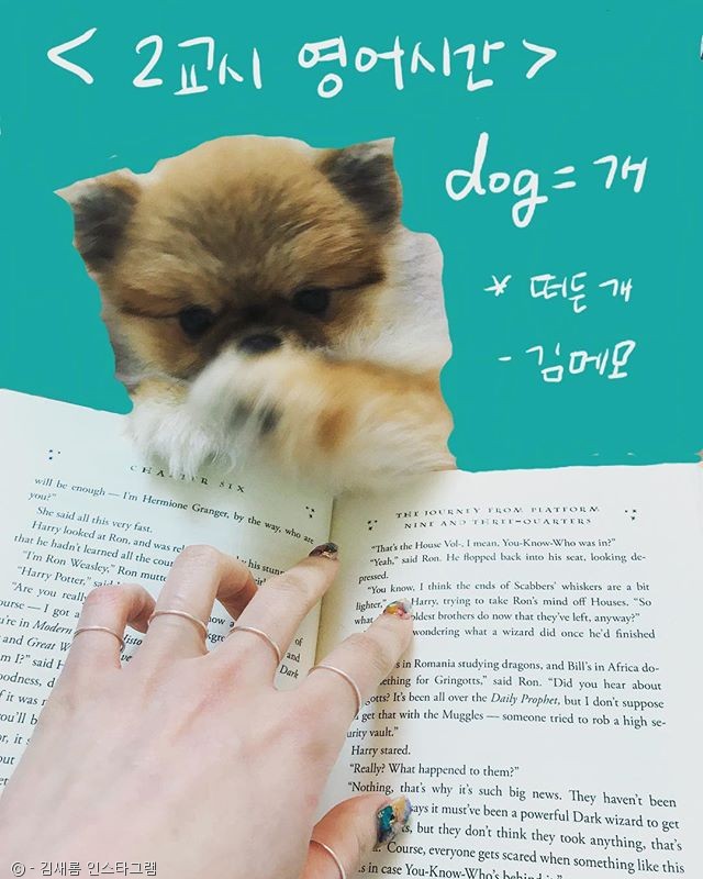 노트펫