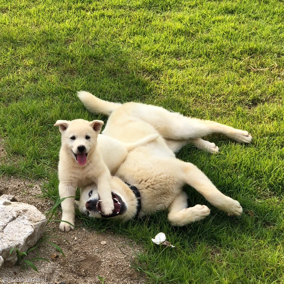 노트펫