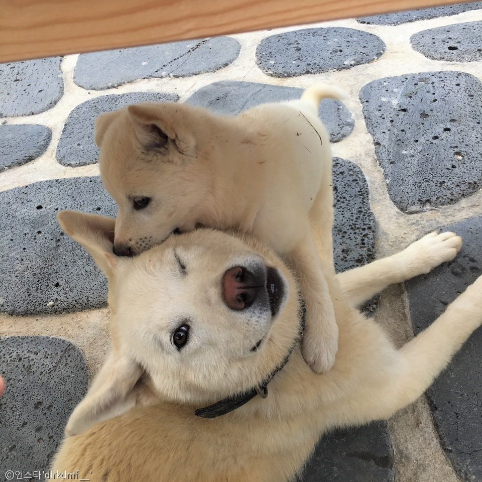 노트펫