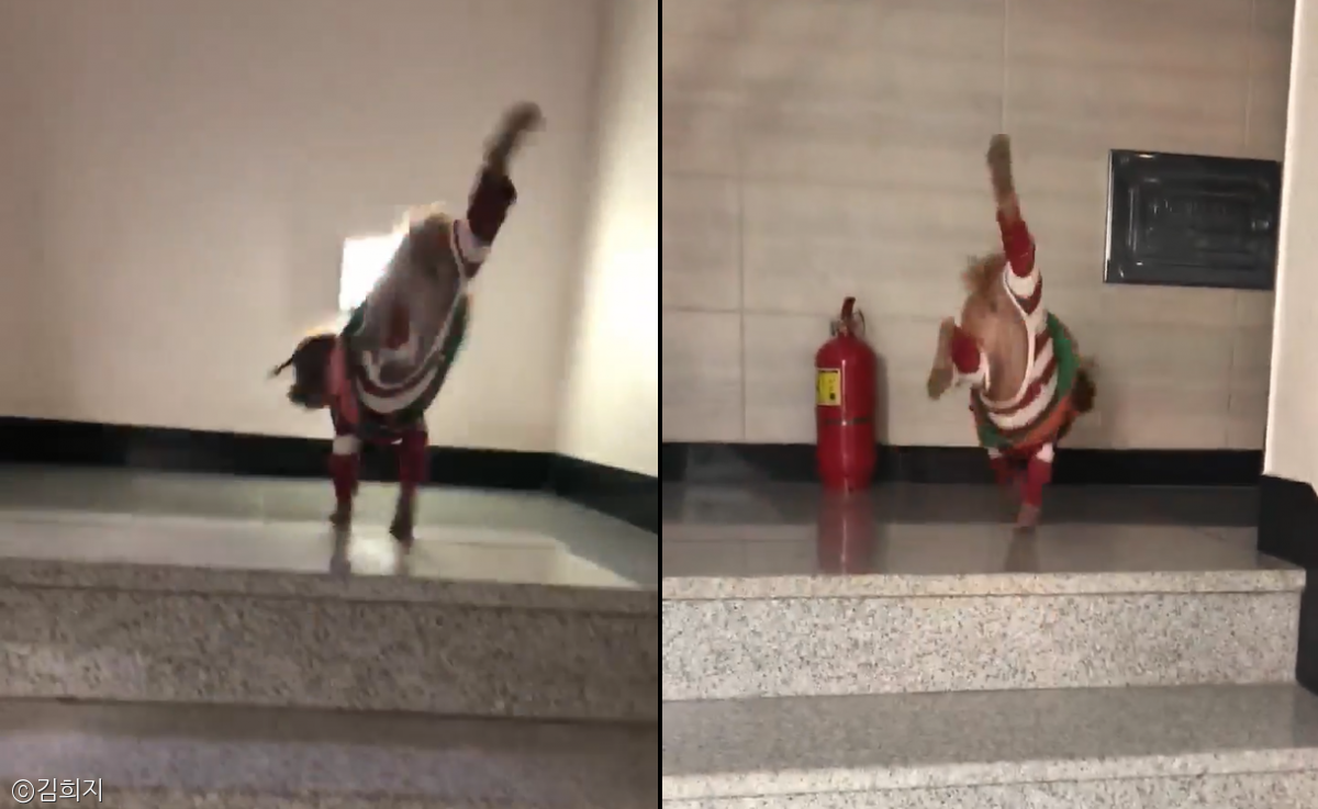 노트펫