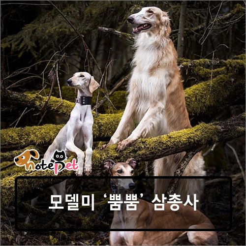 노트펫
