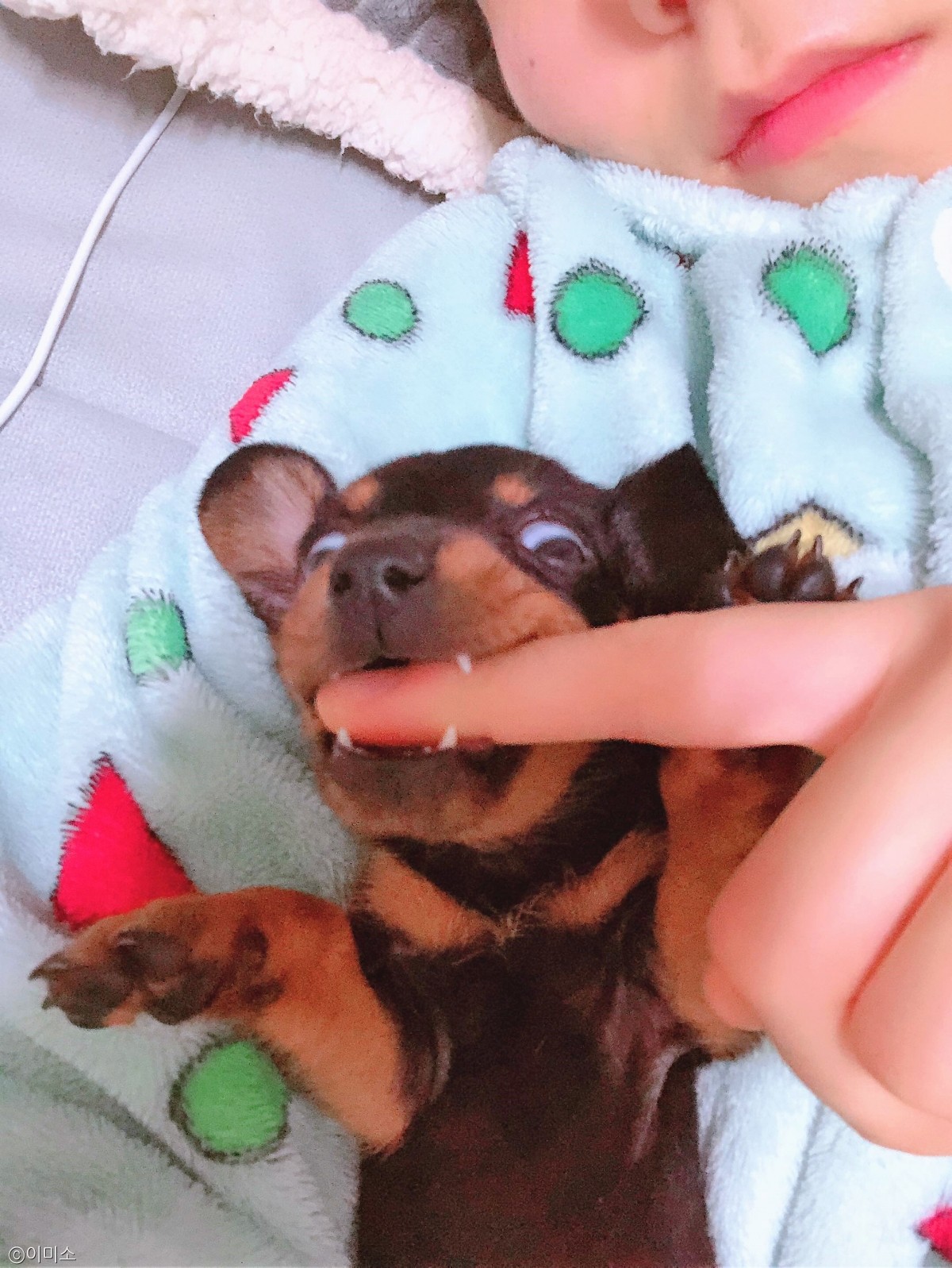 노트펫