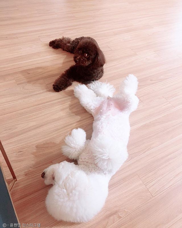 노트펫