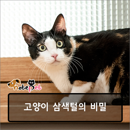 노트펫