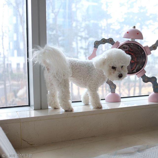 노트펫