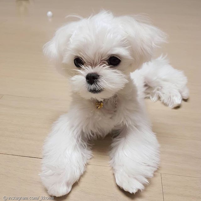 노트펫