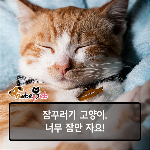 노트펫