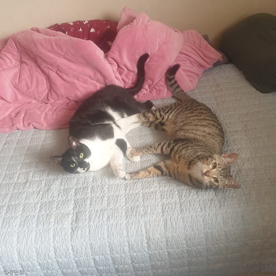 노트펫