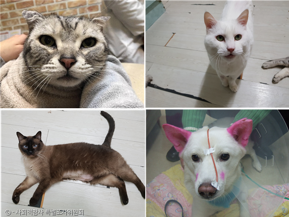 노트펫