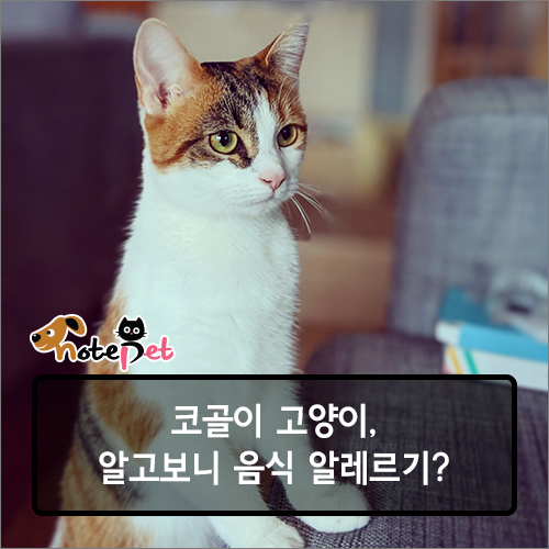 노트펫