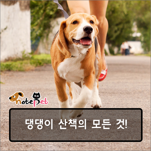 노트펫