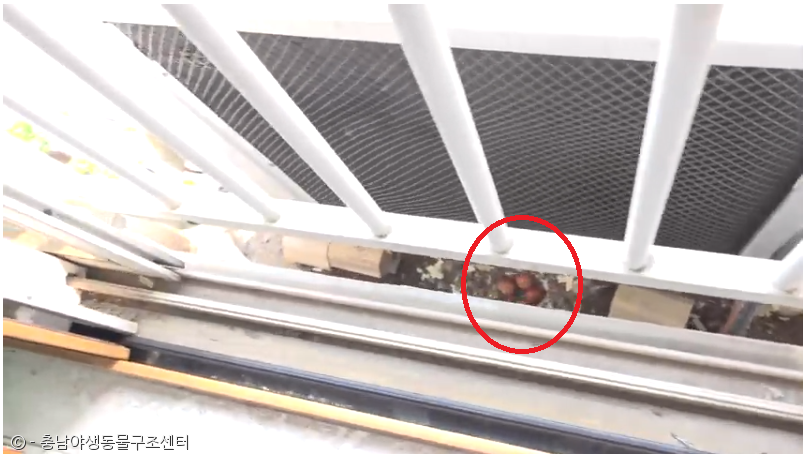 노트펫