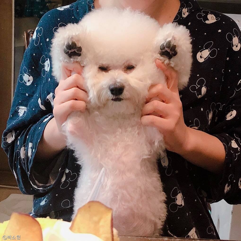 노트펫
