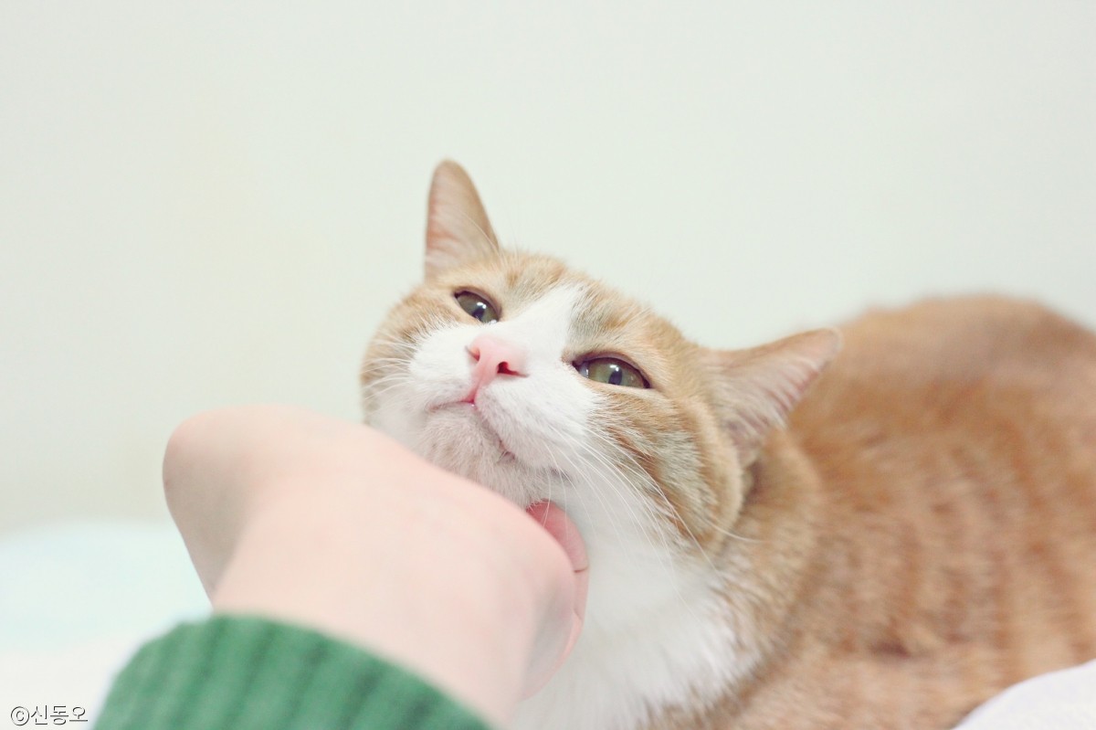 노트펫
