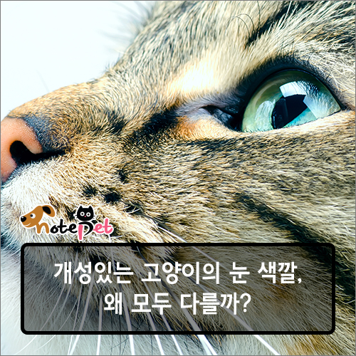 노트펫