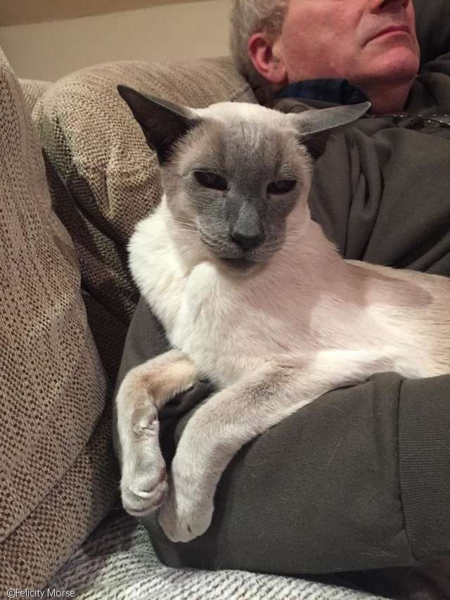 노트펫