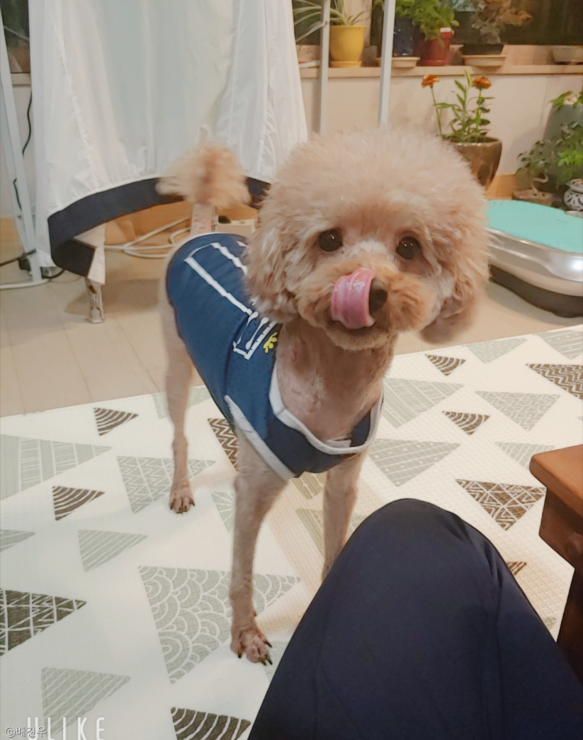 노트펫