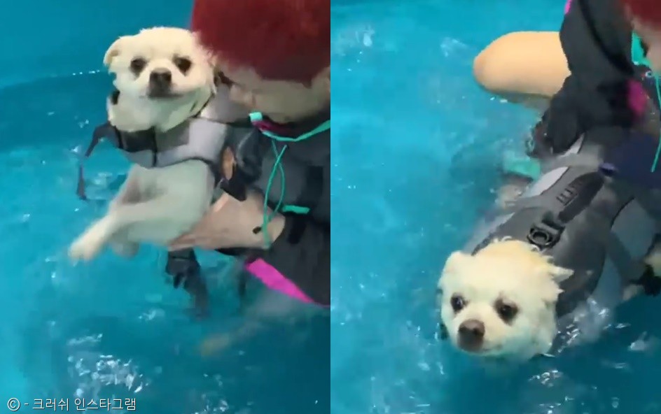 노트펫