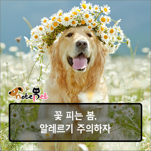 노트펫