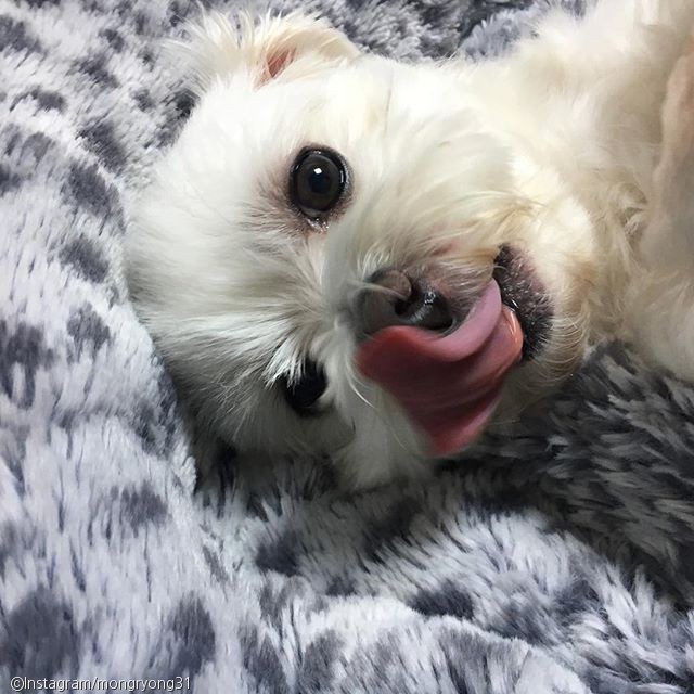 노트펫