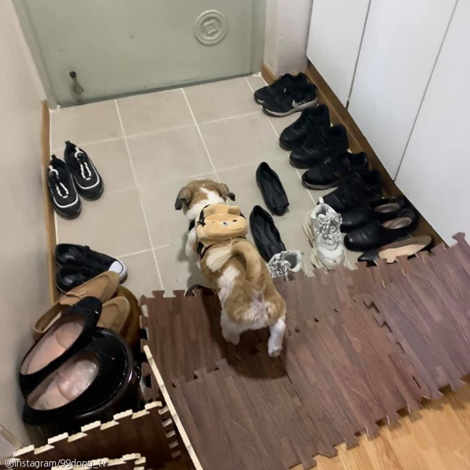 노트펫