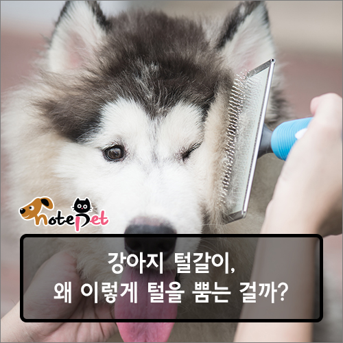 노트펫