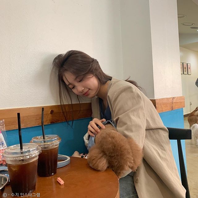 노트펫