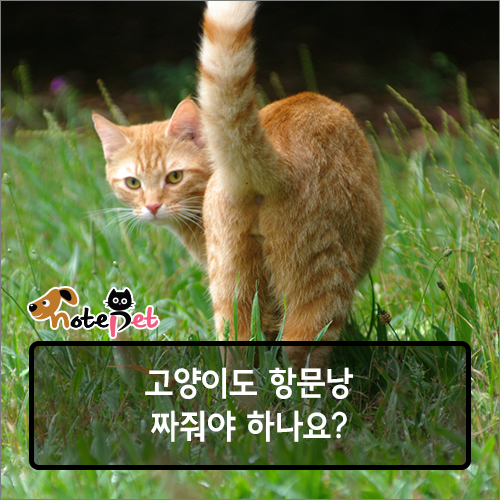 노트펫