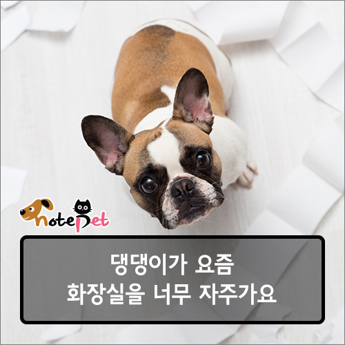 노트펫