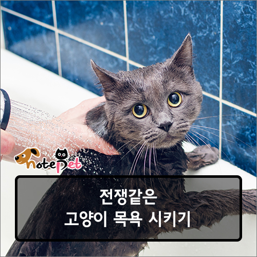 노트펫