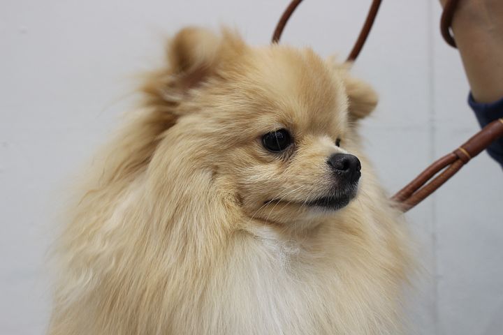 노트펫