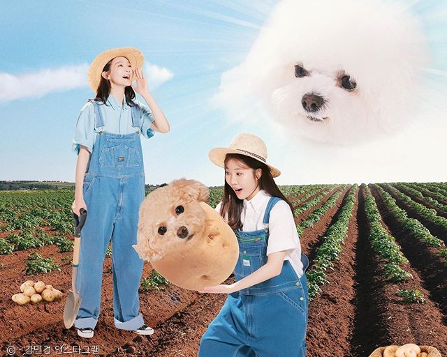 노트펫
