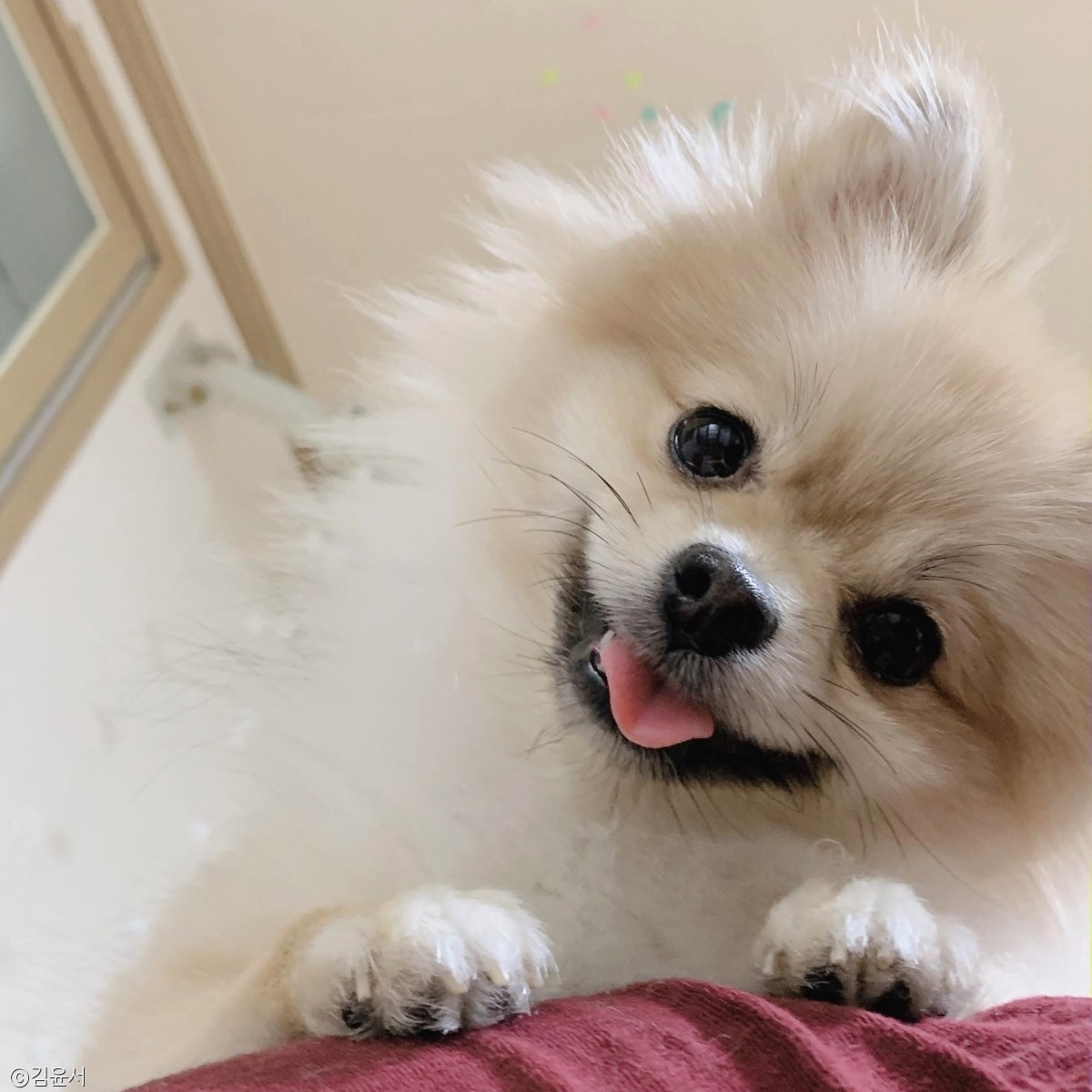 노트펫