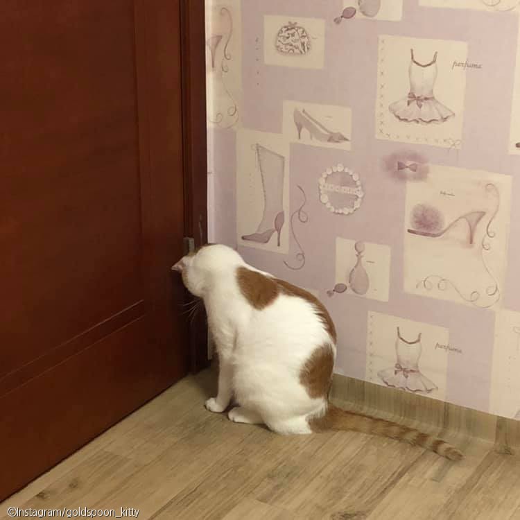 노트펫