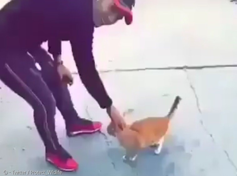 노트펫